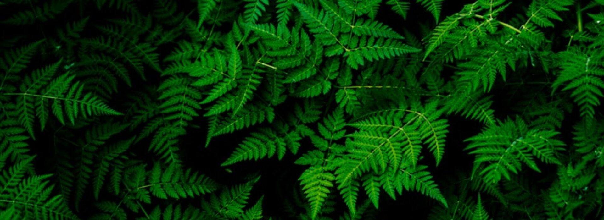 photo of green fern plant